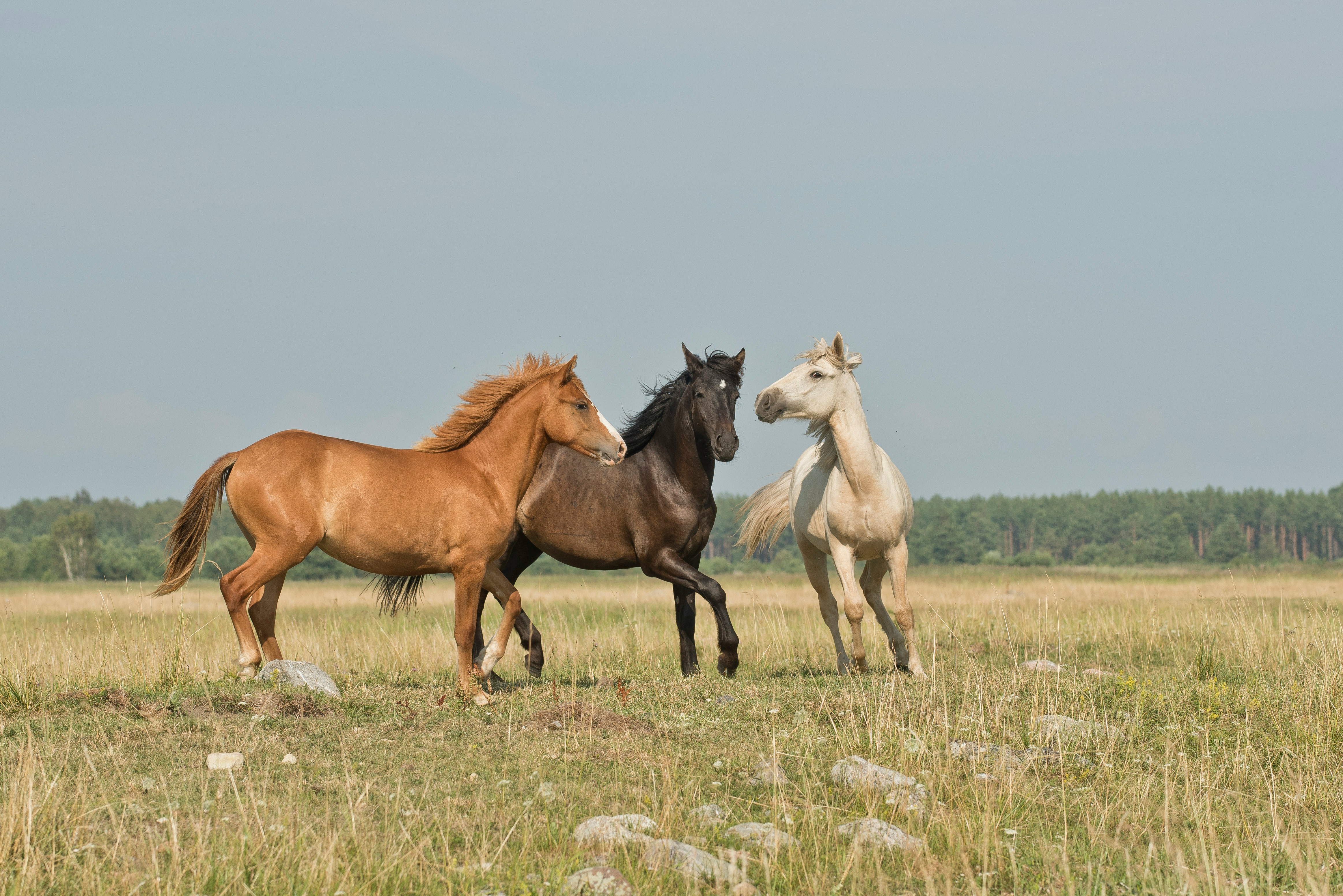 Équitation Équi-Tout' Horizon